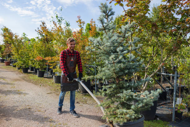 How Our Tree Care Process Works  in Rialto, CA